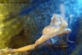 Foto Alina Ranieri Annunci Girl Rieti 3664350868 - 42